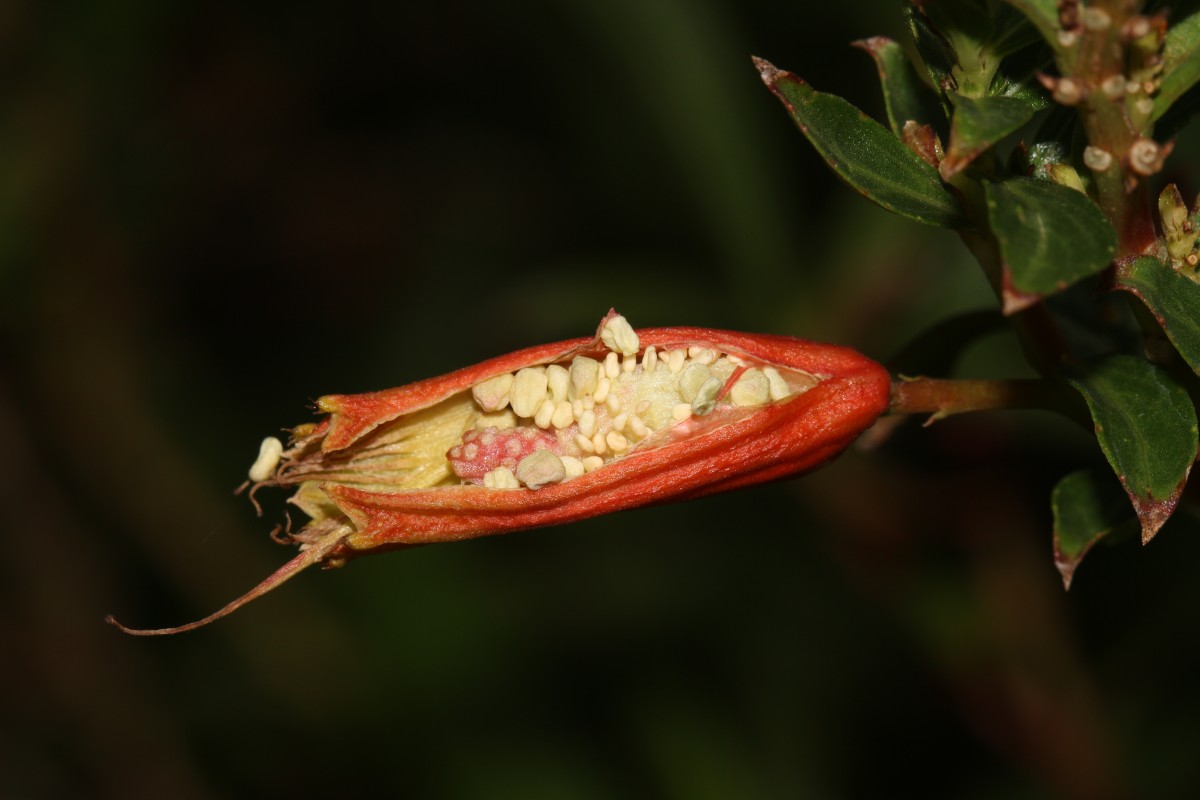 Cuphea micropetala Kunth